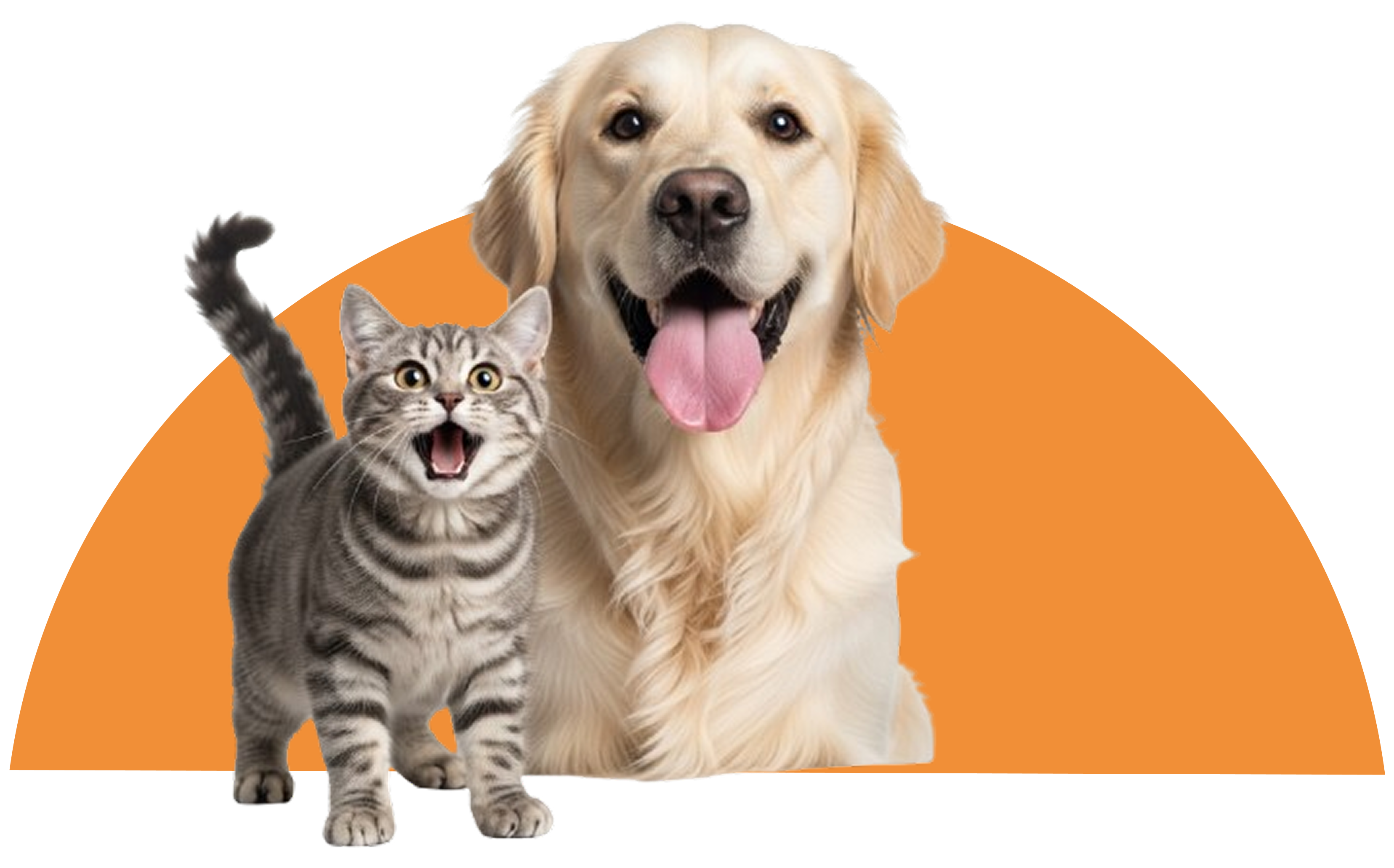 Cão e gato sorrindo lado a lado no topo da página