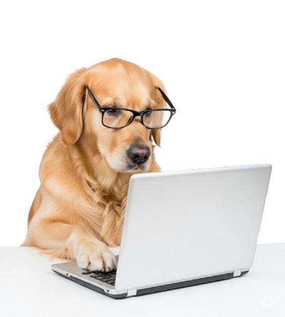 Cachorro curioso olhando para a tela de um laptop, representando a inovação digital.